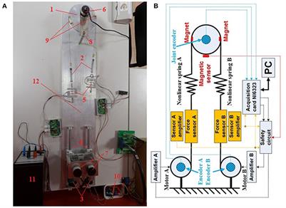 Cascade Control of Antagonistic VSA—An Engineering Control Approach to a Bioinspired Robot Actuator